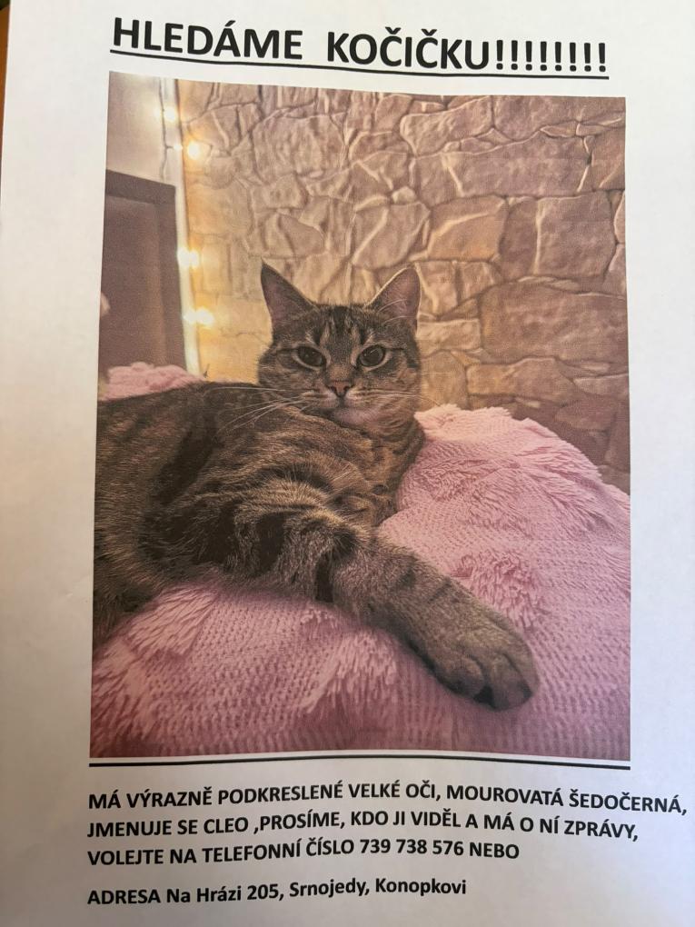 Kočička